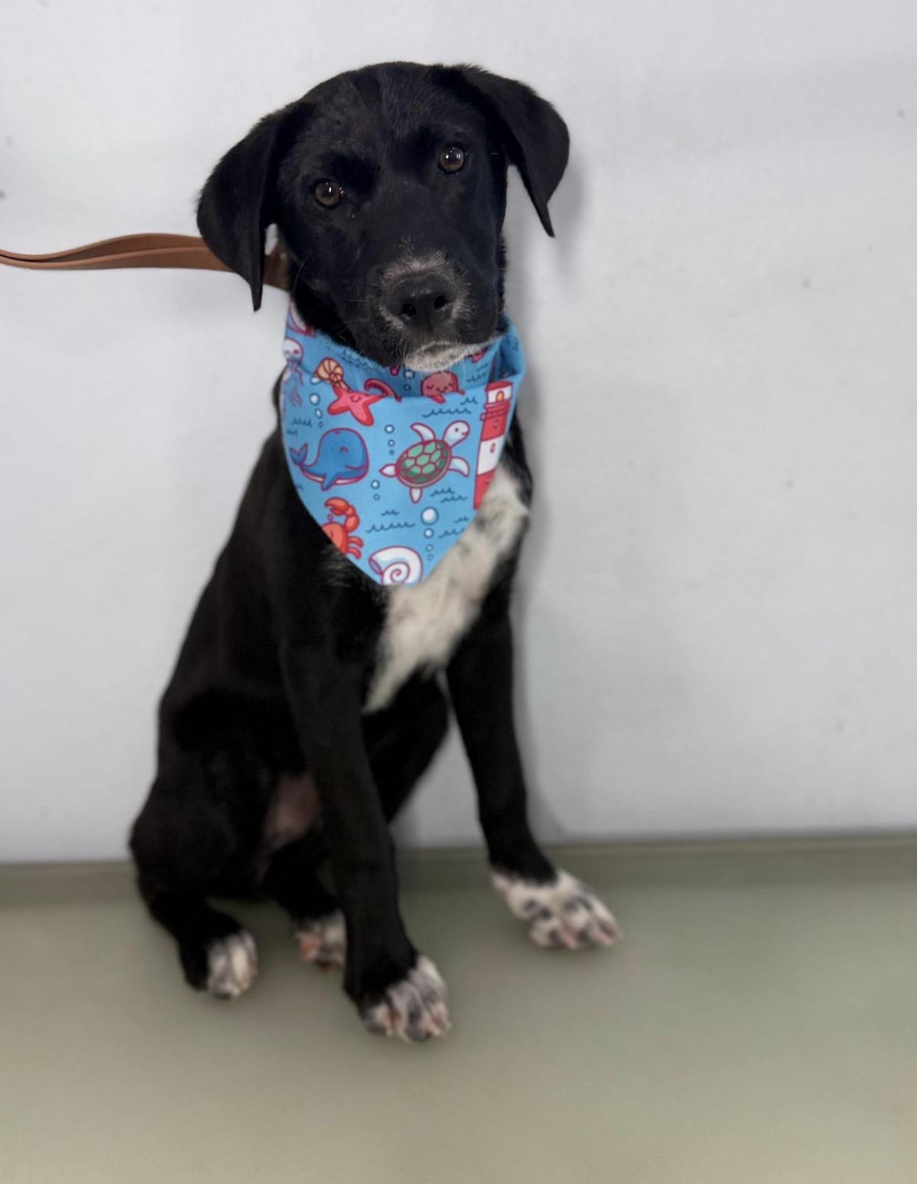 NOAH, a Adoptable mixed breed in Washington, DC image 2/6