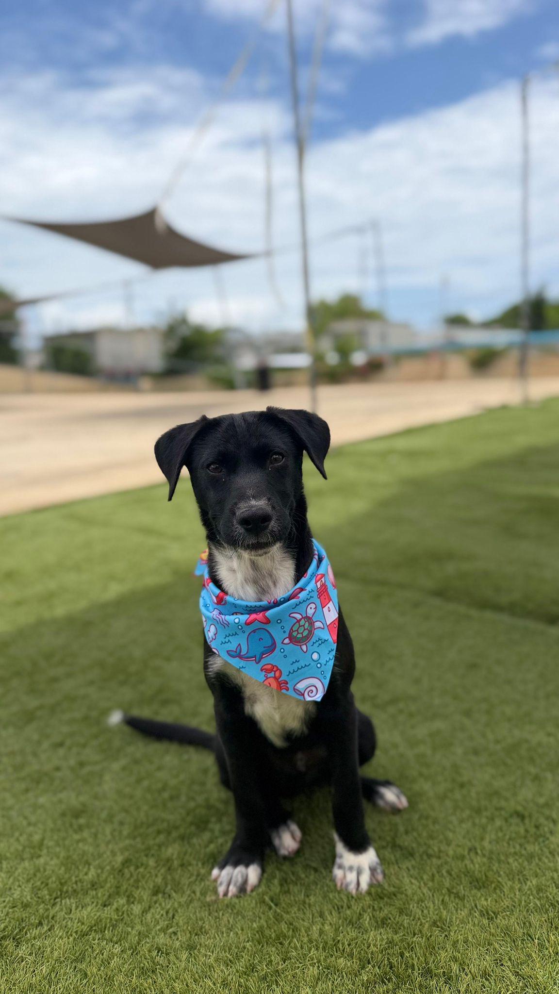 NOAH, a Adoptable mixed breed in Washington, DC image 5/6