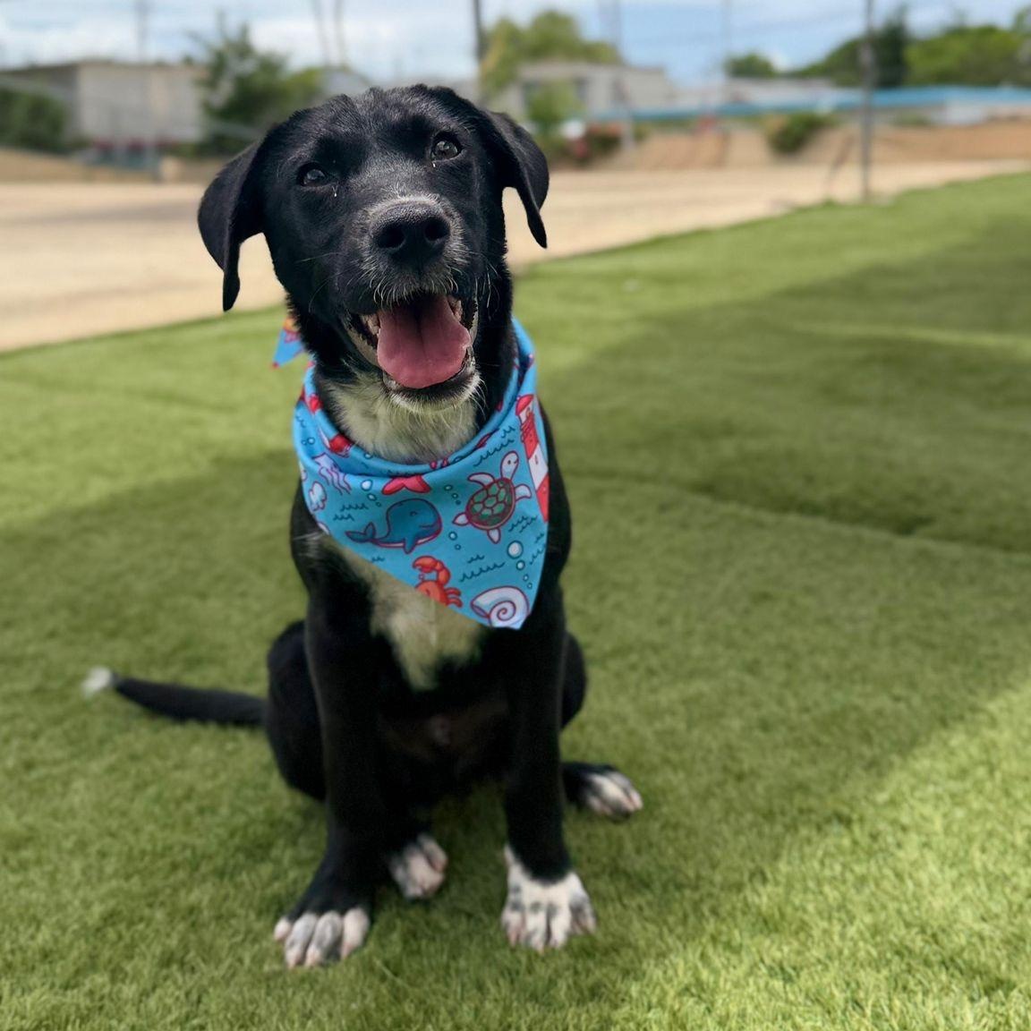 NOAH, Adoptable, Puppy Male Labrador Retriever & Shepherd.