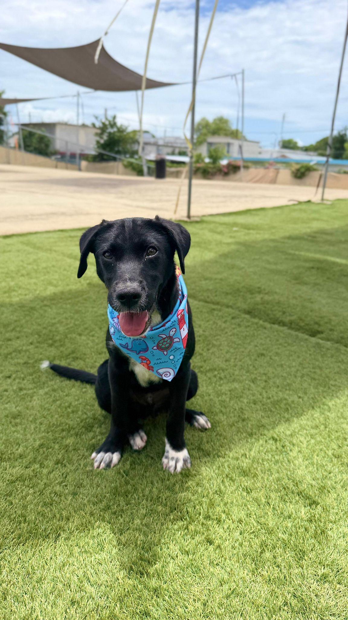 NOAH, a Adoptable mixed breed in Washington, DC image 4/6