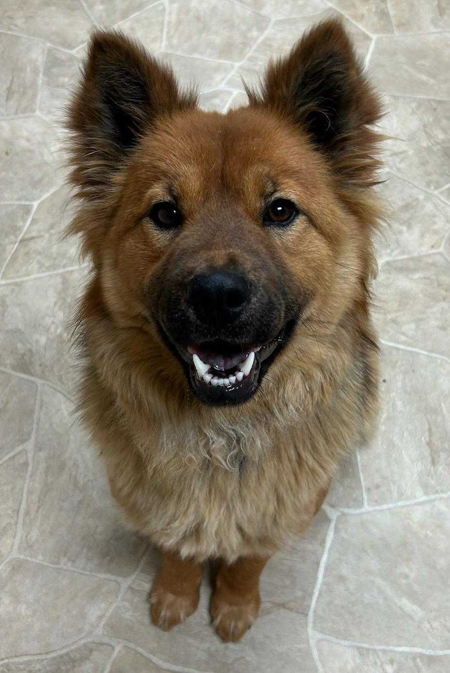 Enlarge River, a Adoptable mixed breed in Neillsville, WI image 1/5