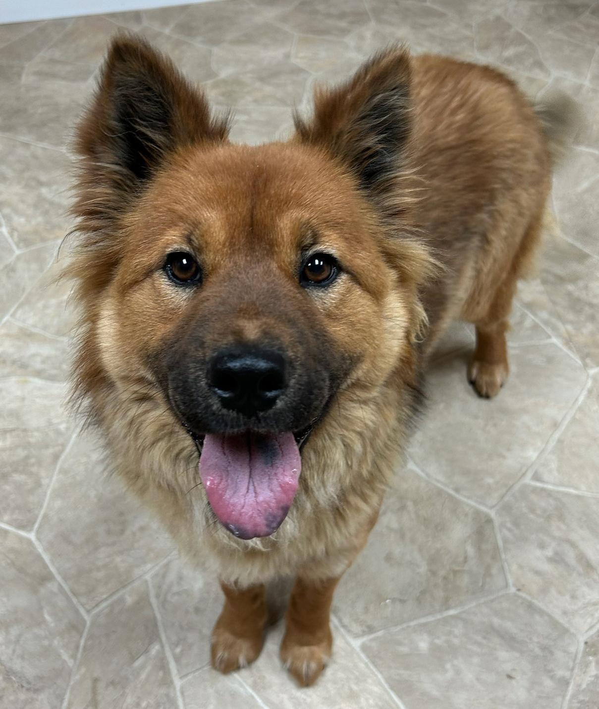 Enlarge River, a Adoptable mixed breed in Neillsville, WI image 4/5