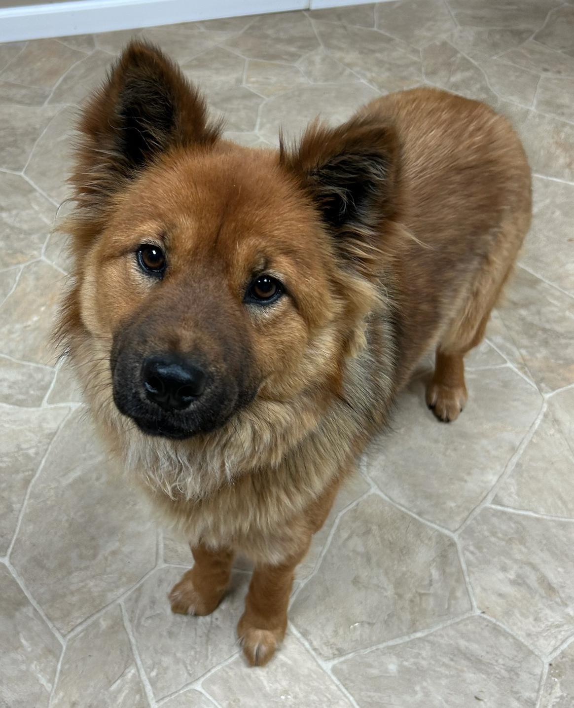 Enlarge River, a Adoptable mixed breed in Neillsville, WI image 3/5