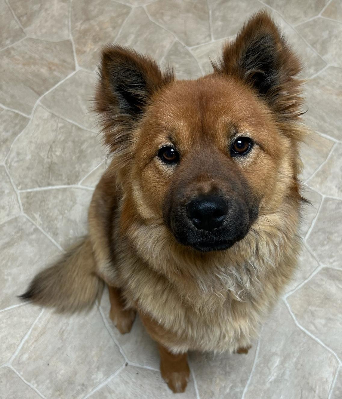 Enlarge River, a Adoptable mixed breed in Neillsville, WI image 5/5