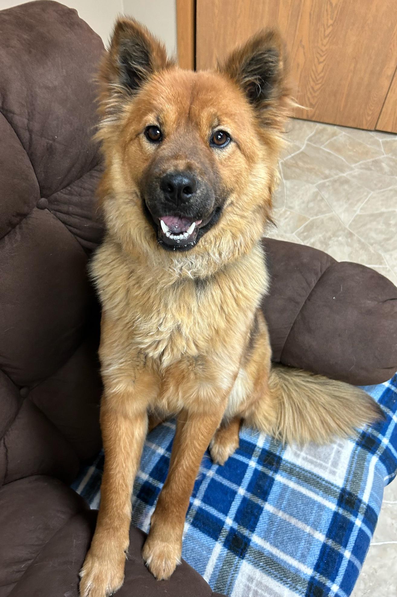Enlarge River, a Adoptable mixed breed in Neillsville, WI image 2/5