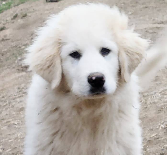Castiella, a Adoptable Great Pyrenees in Mouth of Wilson, VA image 1/2
