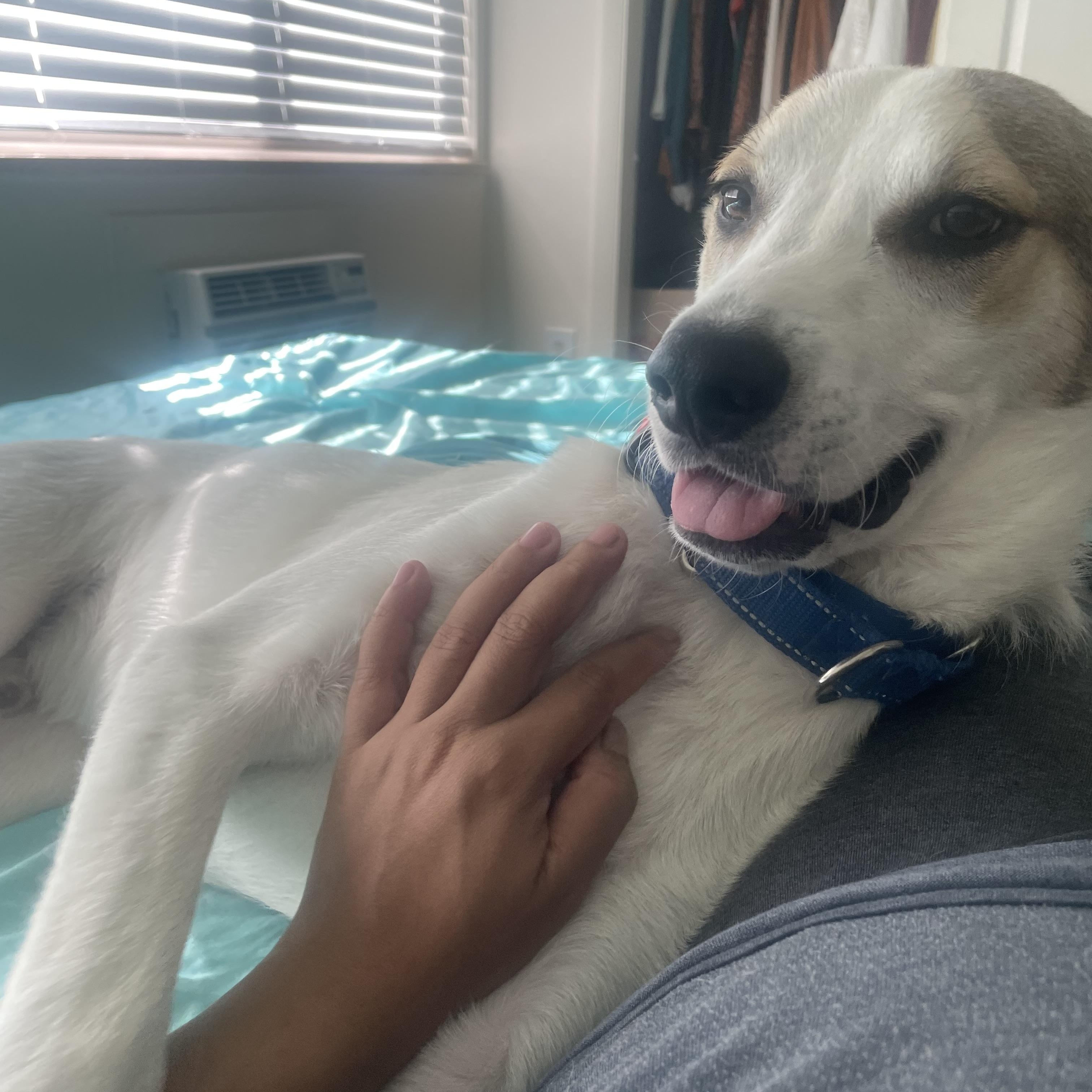 Enlarge Archie, a Adoptable mixed breed in Fort Collins, CO image 5/5