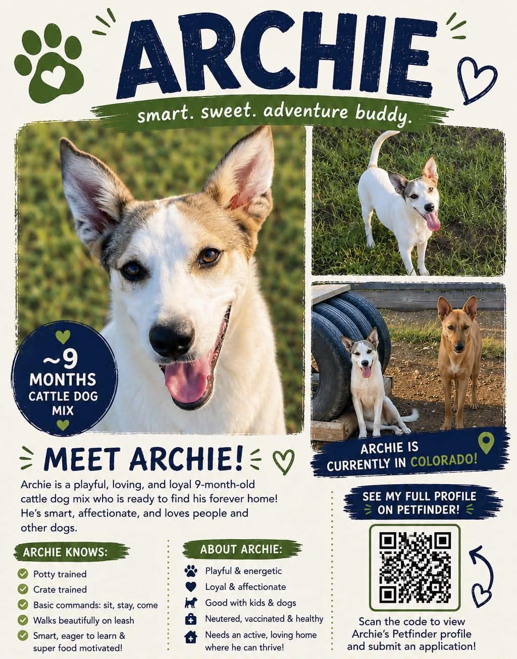 Enlarge Archie, a Adoptable mixed breed in Fort Collins, CO image 3/5