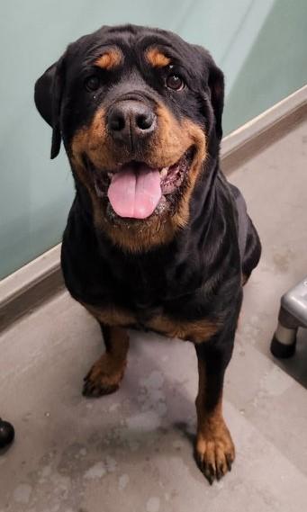 Enlarge Regina, a ADOPTABLE Rottweiler in Butte, MT image 1/1