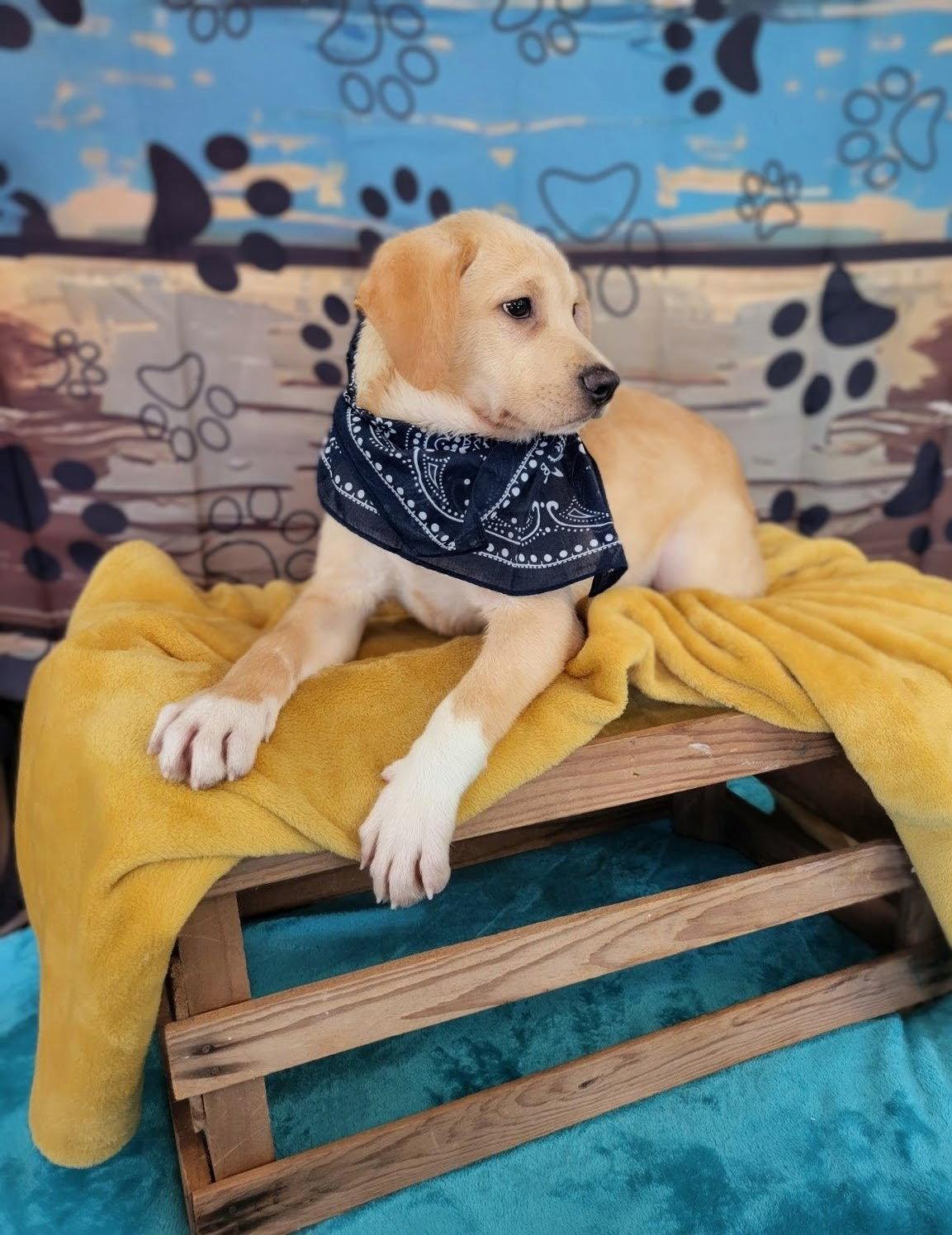 Irving, Adoptable, Puppy Male Retriever & Labrador Retriever.