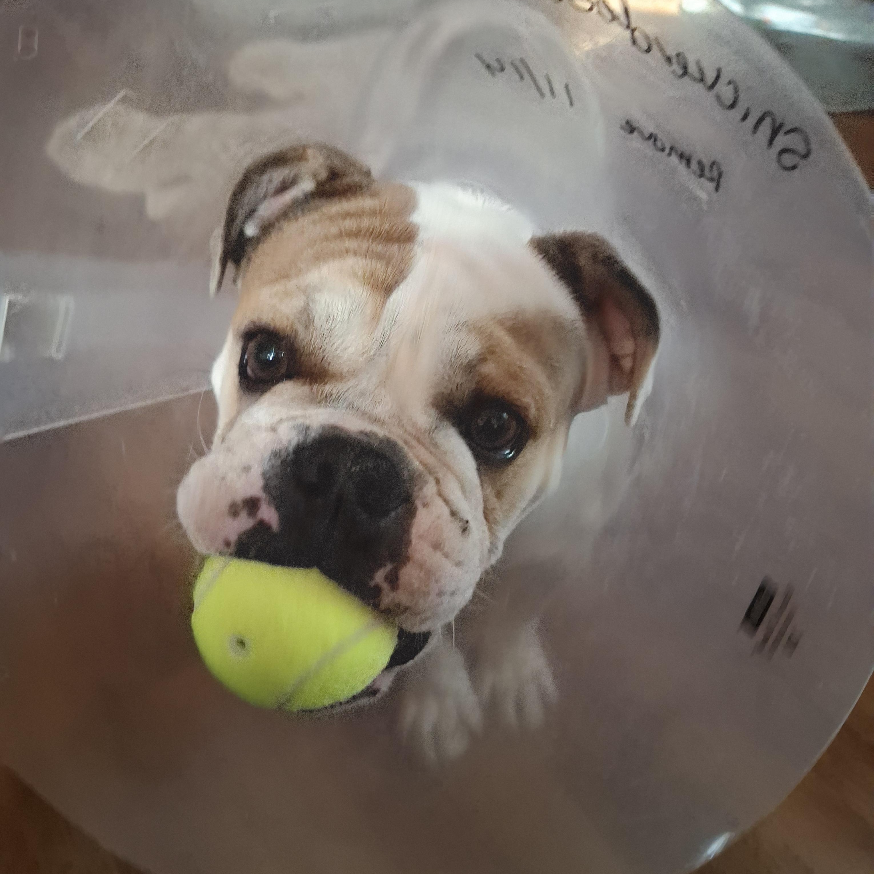 Snickerdoodle, a Adoptable mixed breed in Tucson, AZ image 2/6