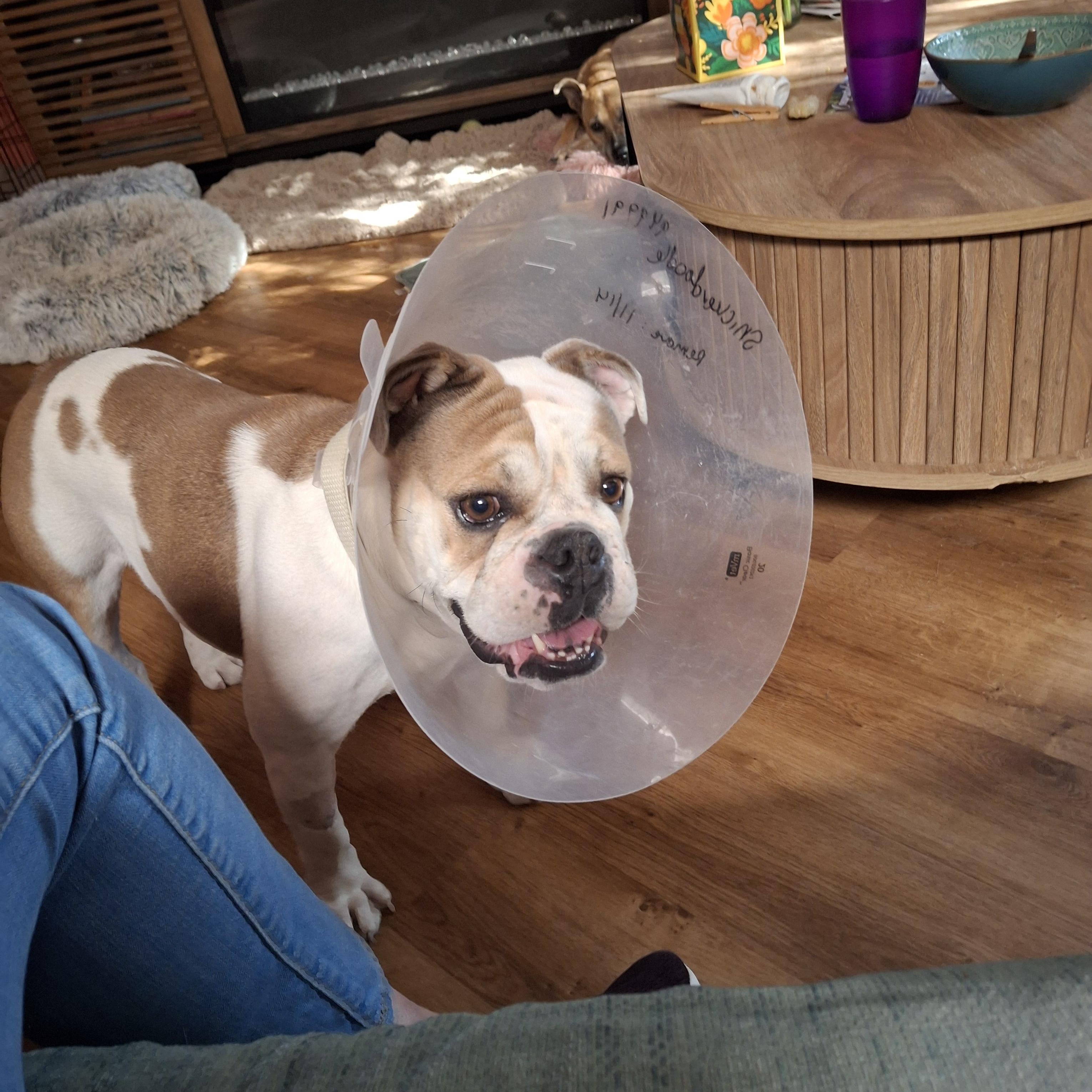 Snickerdoodle, a Adoptable mixed breed in Tucson, AZ image 3/6