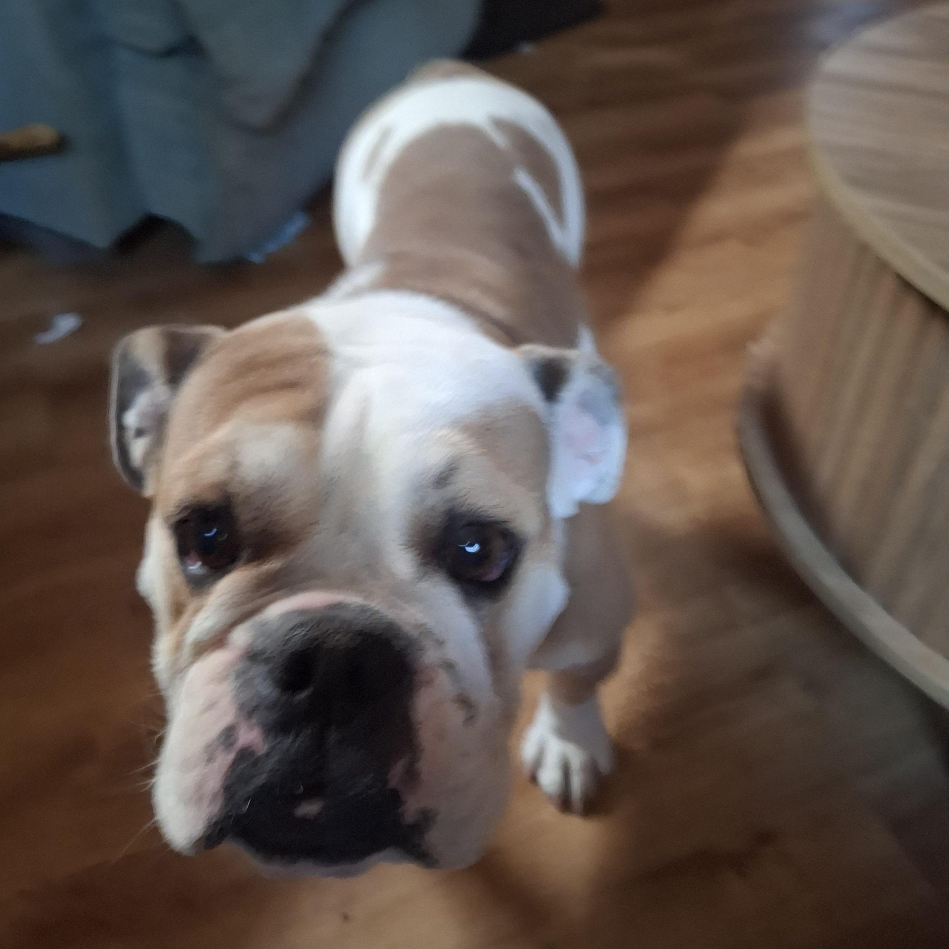 Snickerdoodle, Adoptable, Adult Female English Bulldog & French Bulldog.
