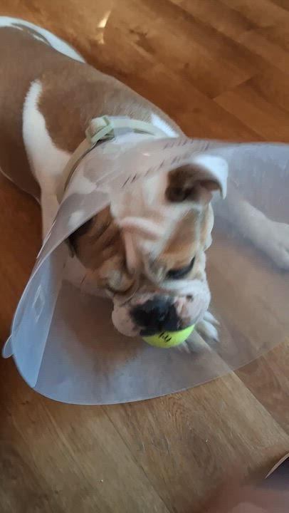 Enlarge Snickerdoodle, a Adoptable mixed breed in Tucson, AZ video 5/6