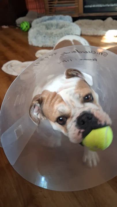 Enlarge Snickerdoodle, a Adoptable mixed breed in Tucson, AZ video 6/6