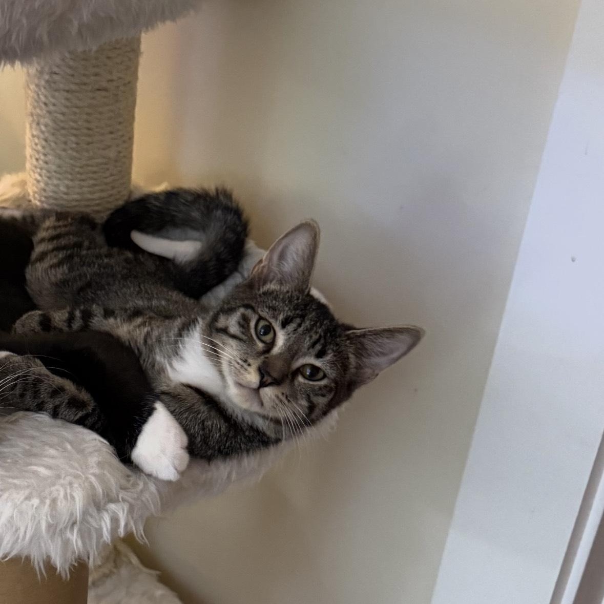 Enlarge Pixel, a Adoptable American Shorthair in Danbury, CT image 1/4