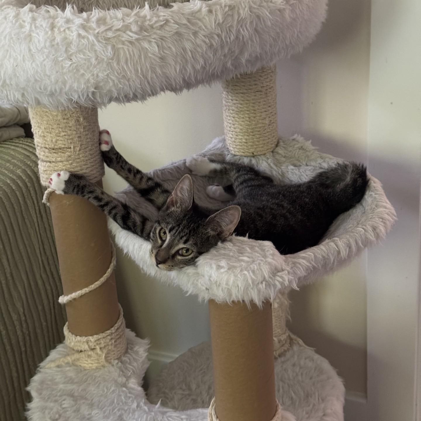 Enlarge Pixel, a Adoptable American Shorthair in Danbury, CT image 3/4