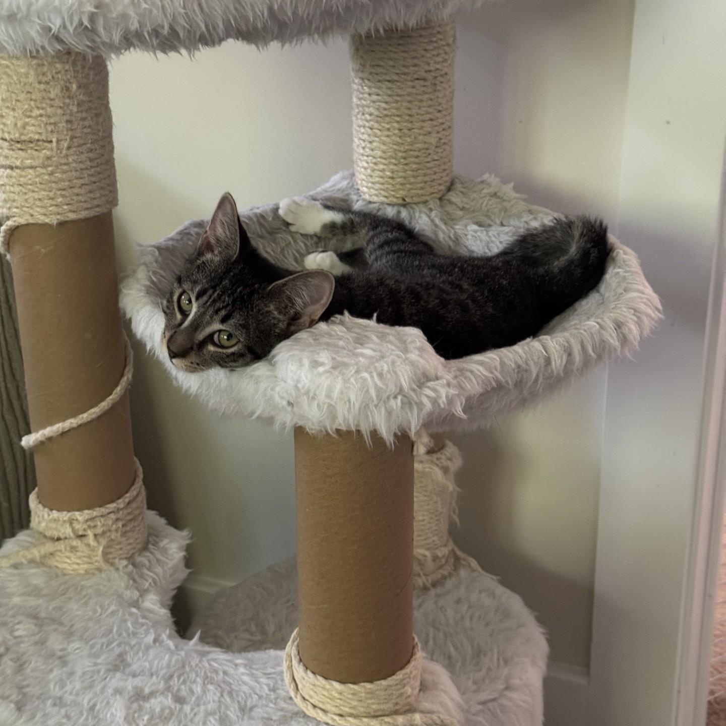 Enlarge Pixel, a Adoptable American Shorthair in Danbury, CT image 4/4