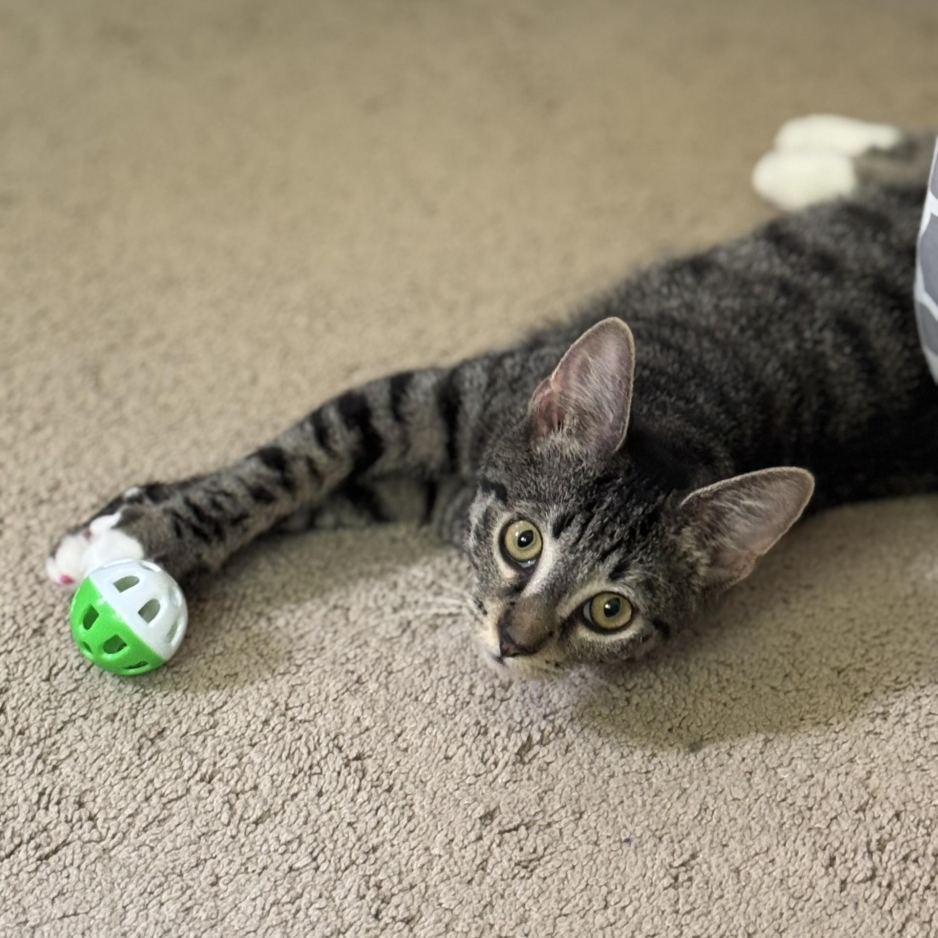 Enlarge Pixel, a Adoptable American Shorthair in Danbury, CT image 2/4