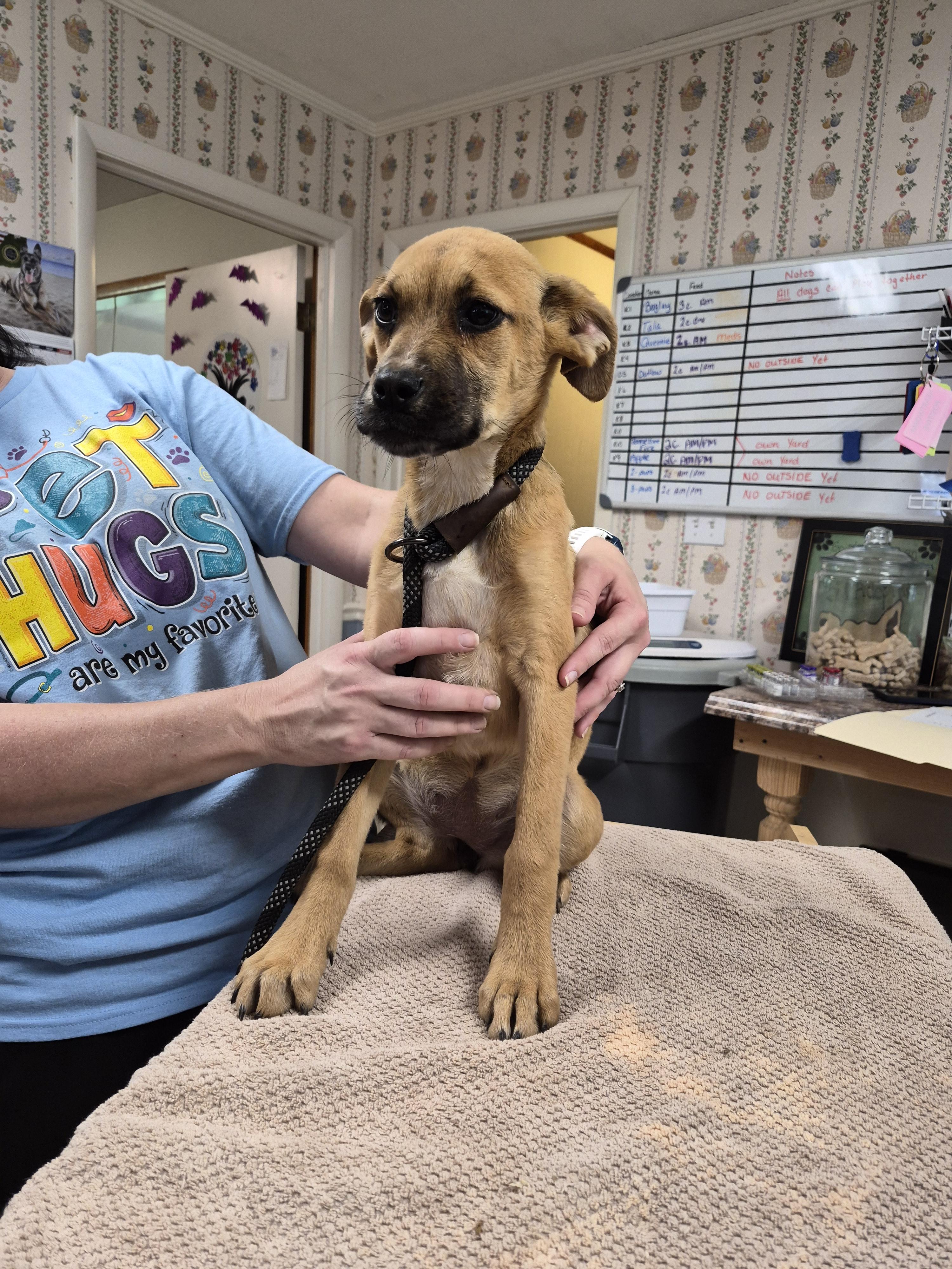 Shoestring, Adoptable, Young Male Pug & Jack Russell Terrier.