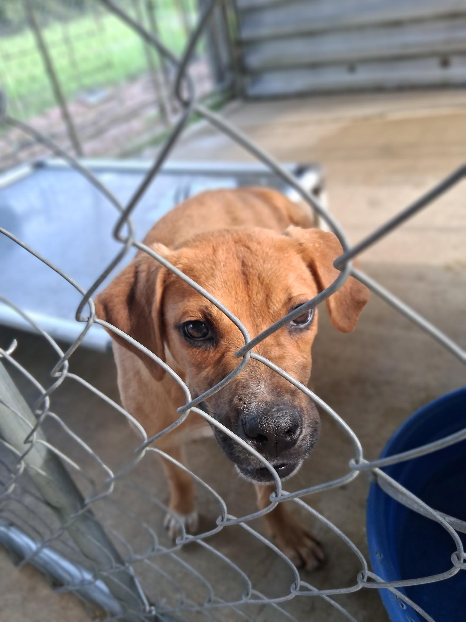 Shoestring, Adoptable, Young Male Boxer.