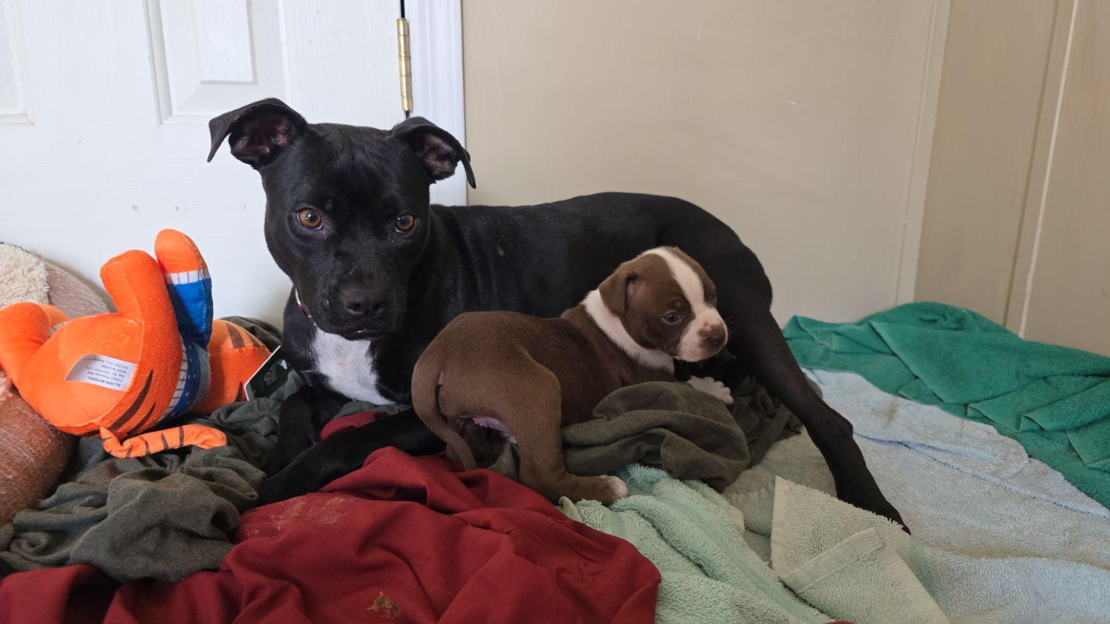 Mina, ADOPTABLE, Young Female American Staffordshire Terrier.