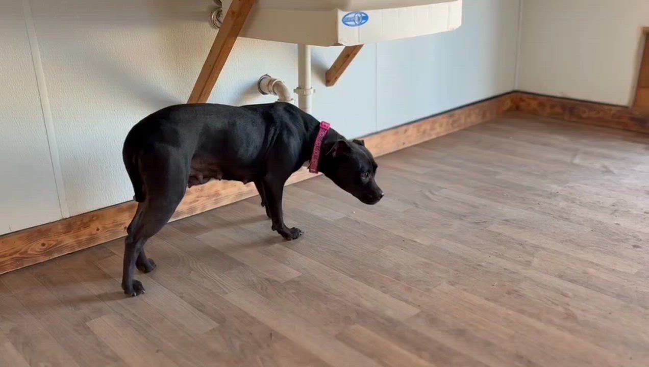 Enlarge Mina, a ADOPTABLE mixed breed in Luling, TX video 1/2