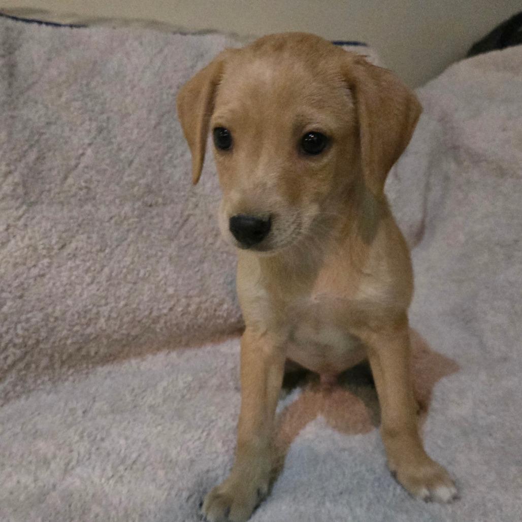 Fog (sm white dot on head), Adoptable, Puppy Male Beagle & Rat Terrier.