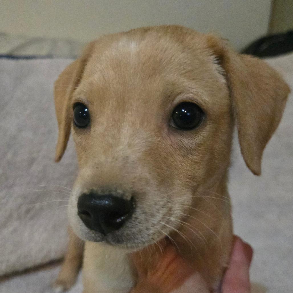 Fog (sm white dot on head), a Adoptable mixed breed in Southington, OH image 2/5