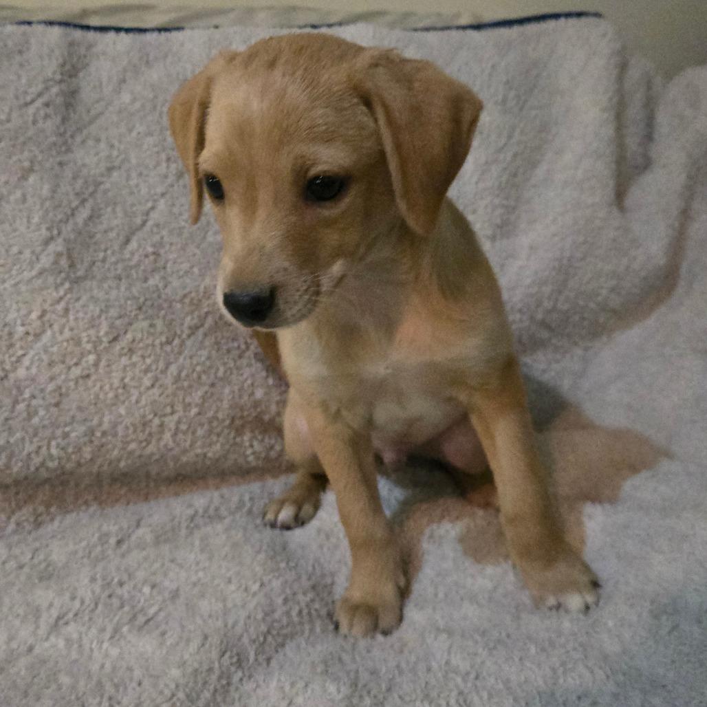 Fog (sm white dot on head), a Adoptable mixed breed in Southington, OH image 3/5