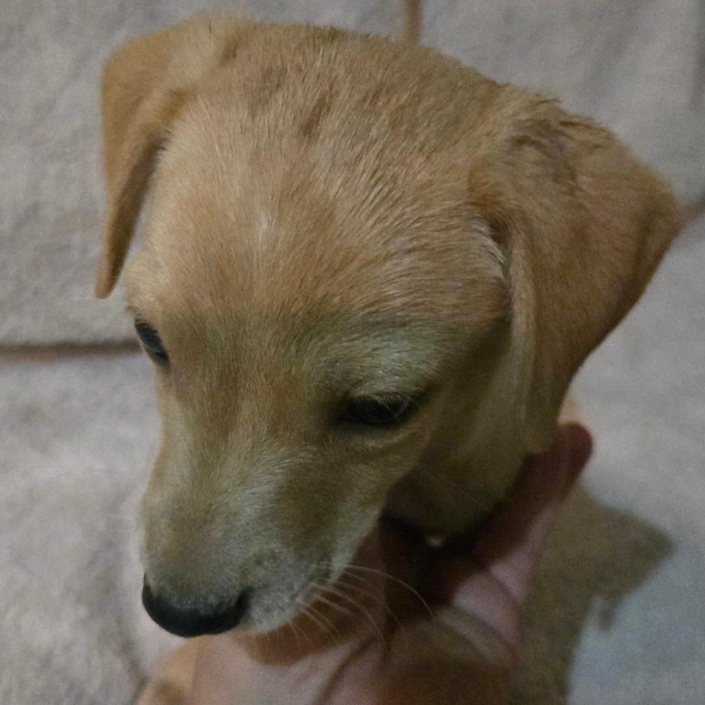 Fog (sm white dot on head), a Adoptable mixed breed in Southington, OH image 4/5
