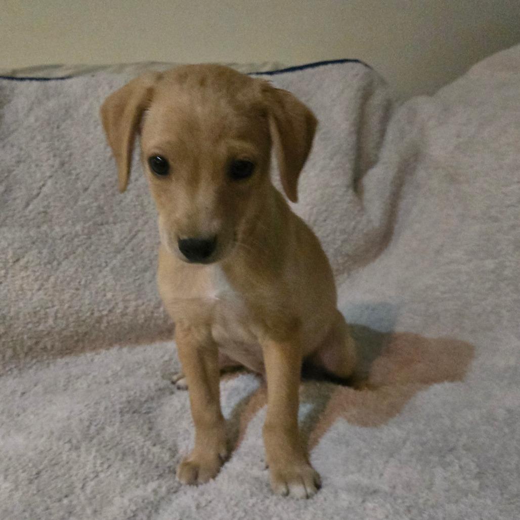 Fog (sm white dot on head), a Adoptable mixed breed in Southington, OH image 5/5