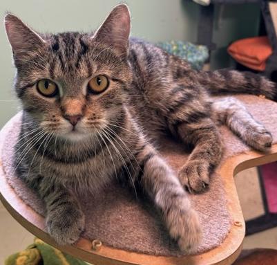 Dinah, ADOPTABLE, Adult Female Domestic Short Hair.