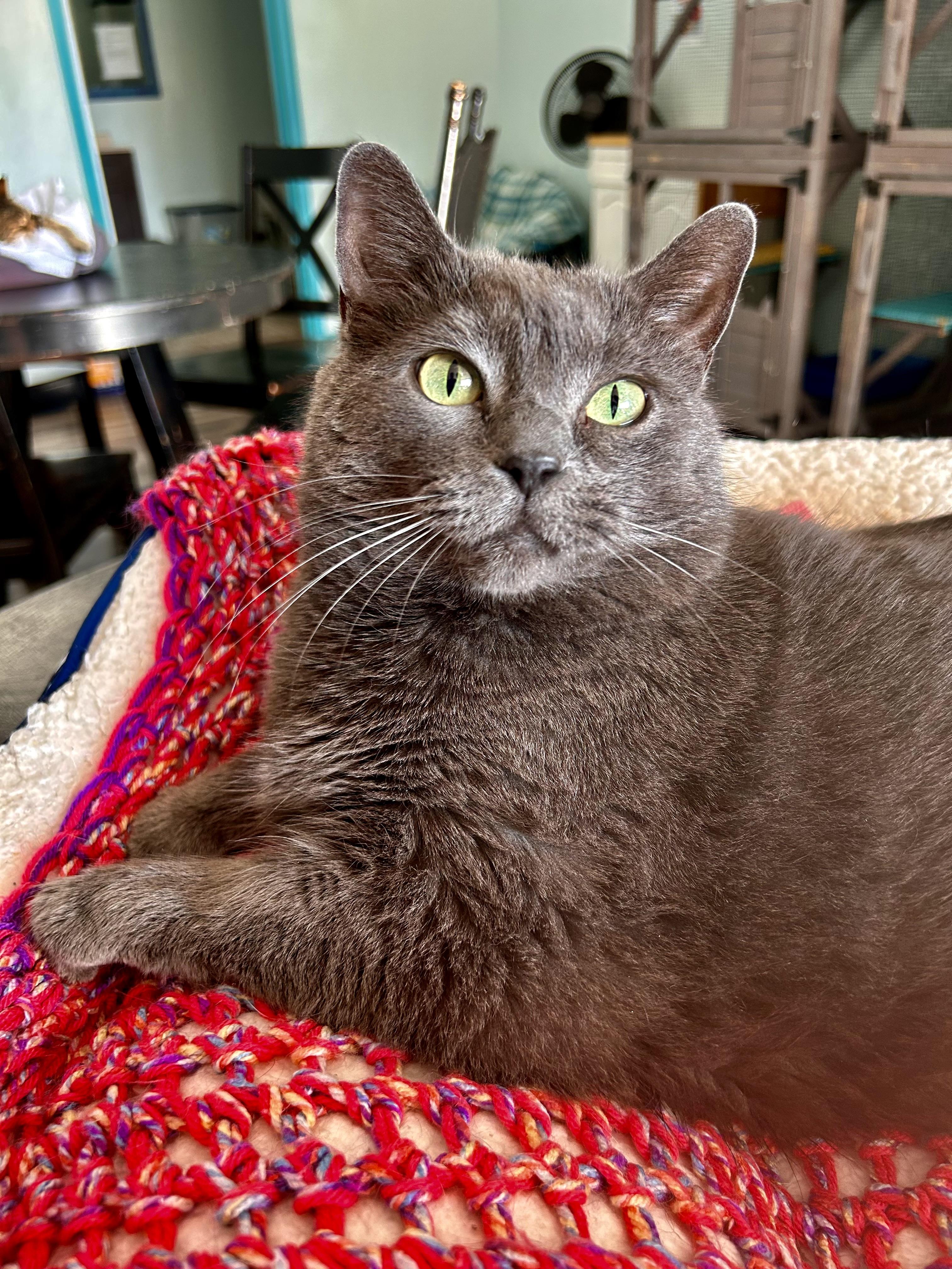 Enlarge Scarlet and Melanie, a Adoptable Domestic Short Hair in Grand Rapids, MI image 4/6