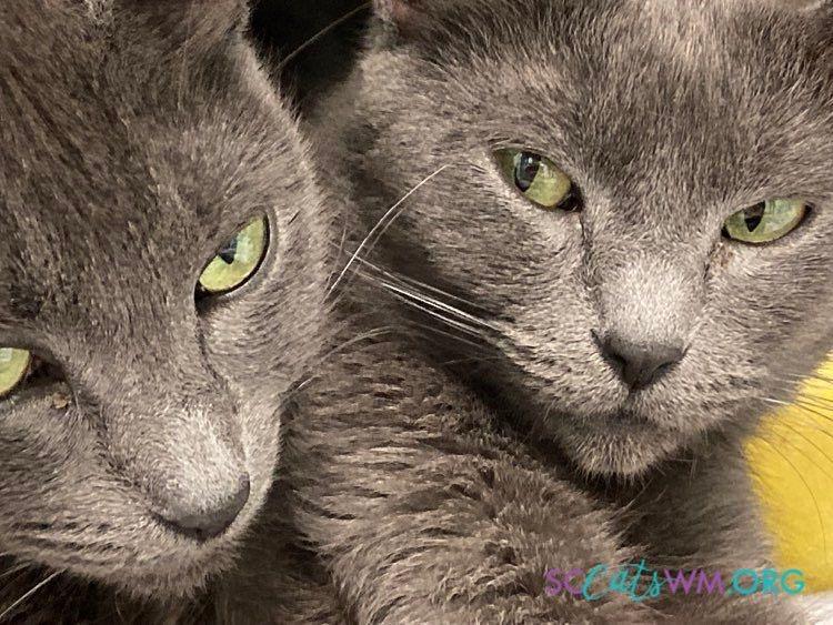 Enlarge Scarlet and Melanie, a Adoptable Domestic Short Hair in Grand Rapids, MI image 6/6