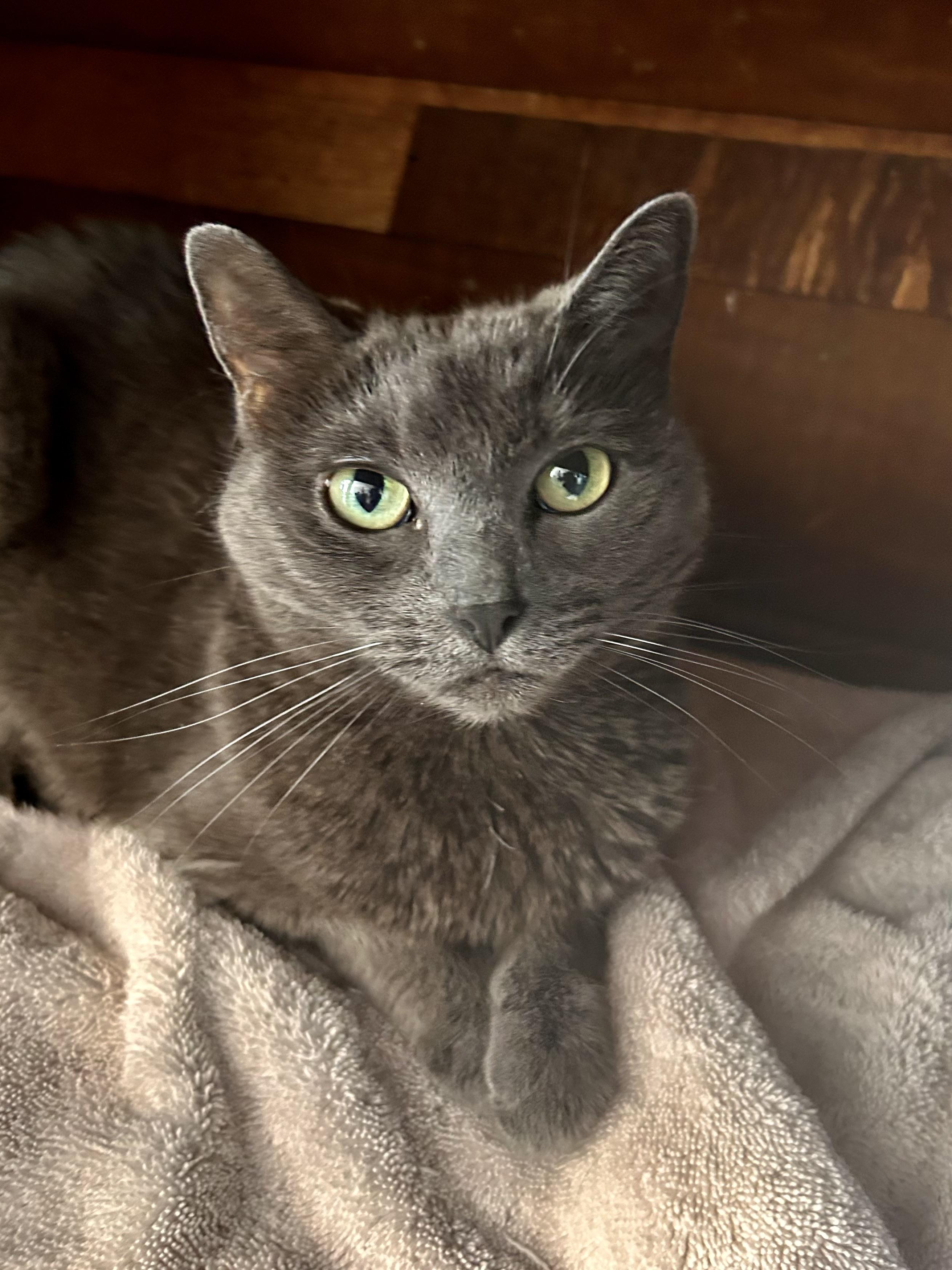 Enlarge Scarlet and Melanie, a Adoptable Domestic Short Hair in Grand Rapids, MI image 3/6