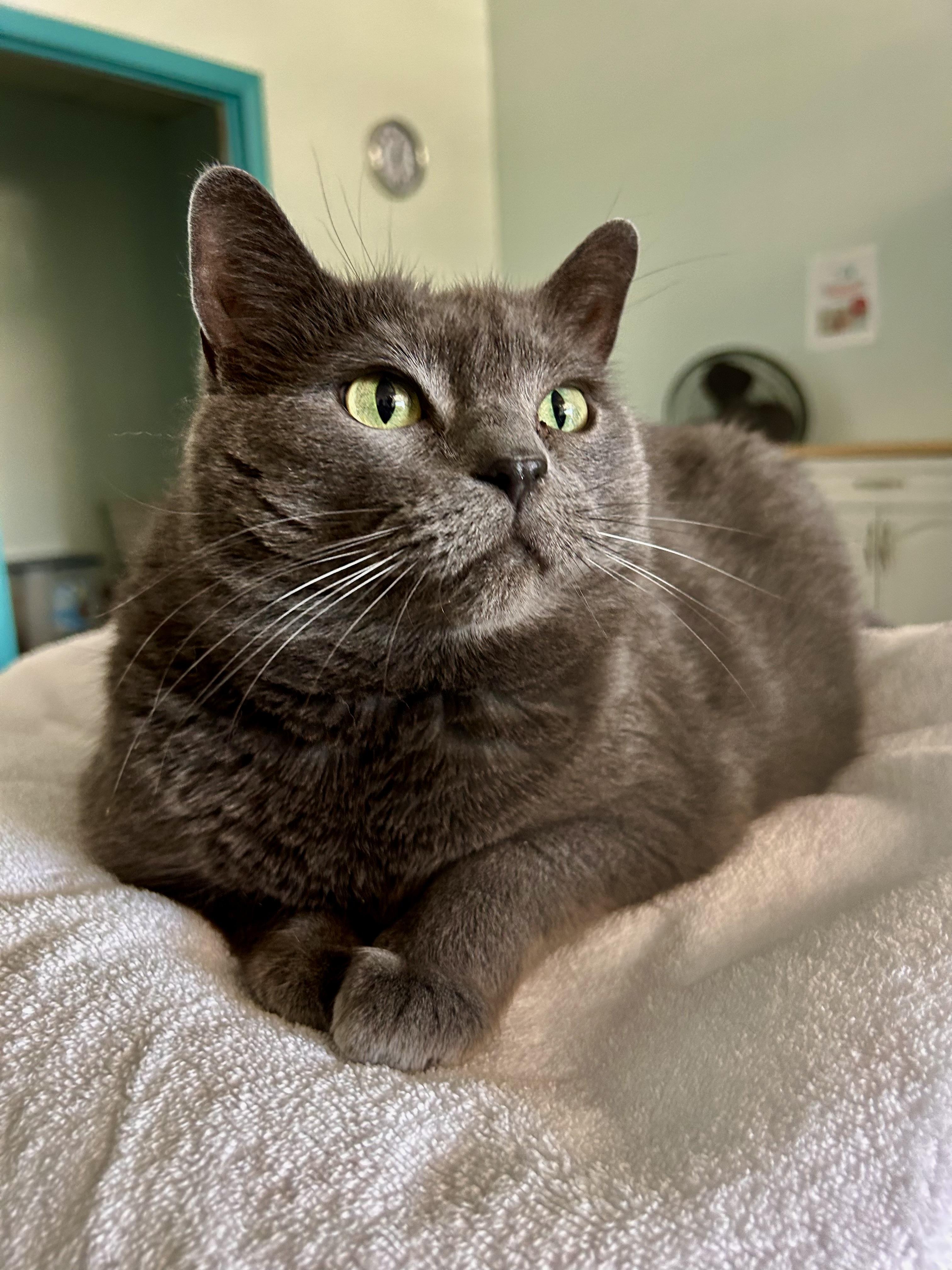 Enlarge Scarlet and Melanie, a Adoptable Domestic Short Hair in Grand Rapids, MI image 5/6