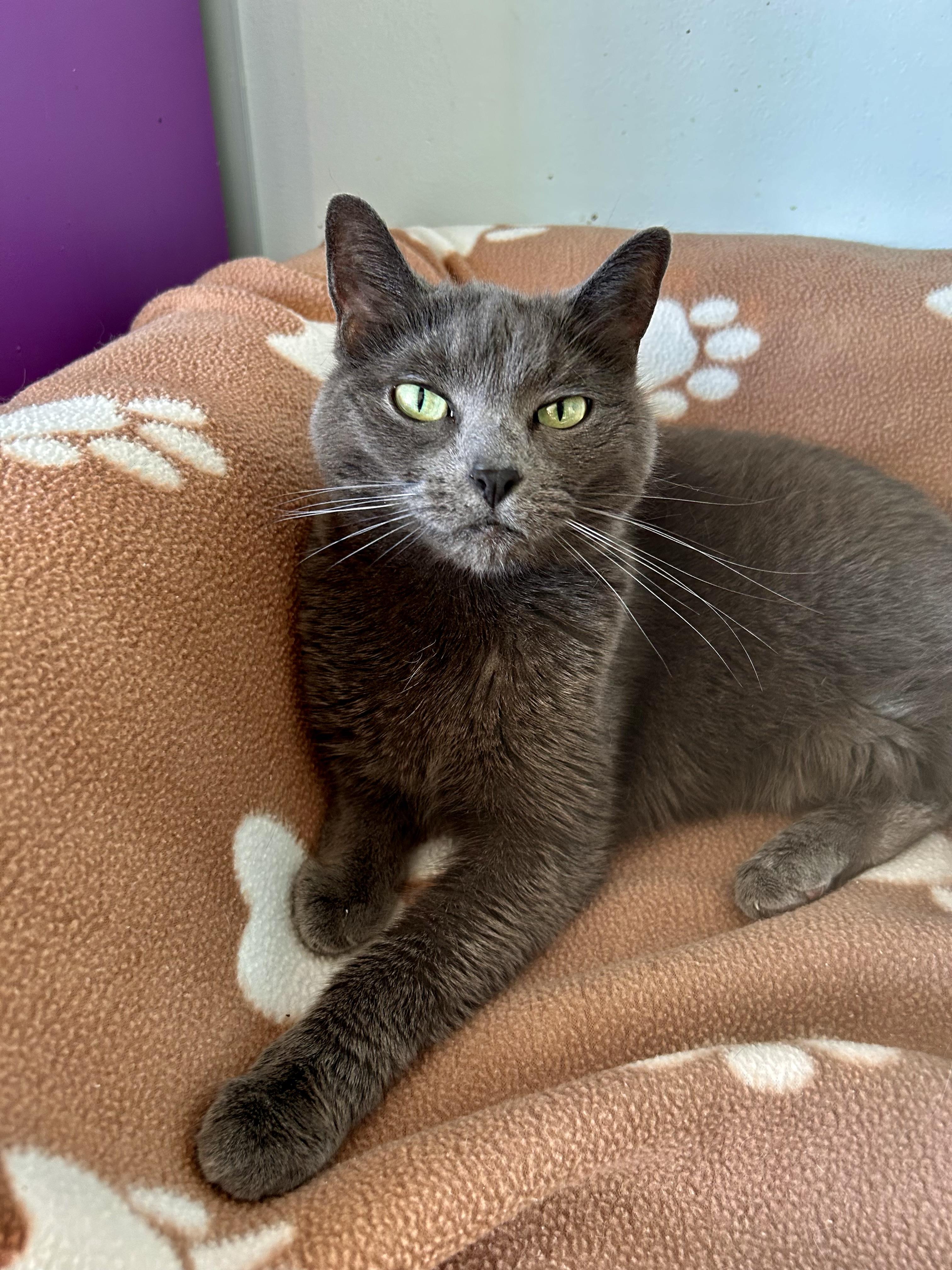 Enlarge Scarlet and Melanie, a Adoptable Domestic Short Hair in Grand Rapids, MI image 2/6