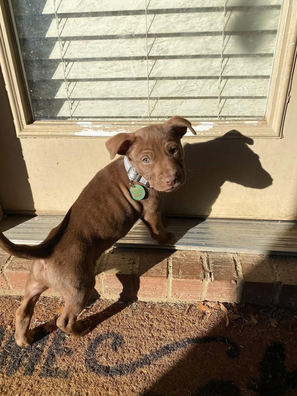 Enlarge Loki (Chunk), an adoptable Mixed Breed in Memphis, TN image 4/4