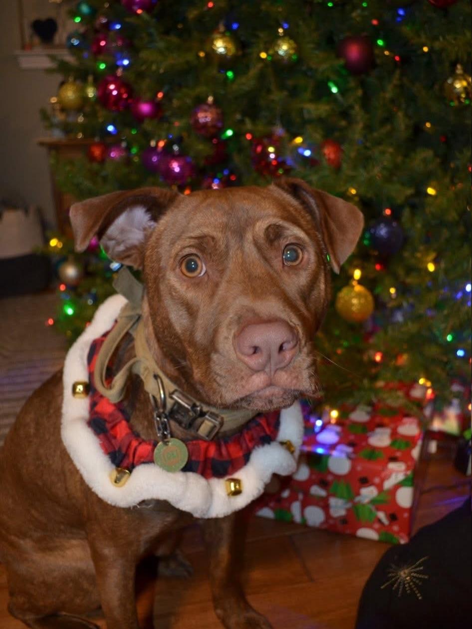 Loki (Chunk), adoptable, Young Male Mixed Breed.