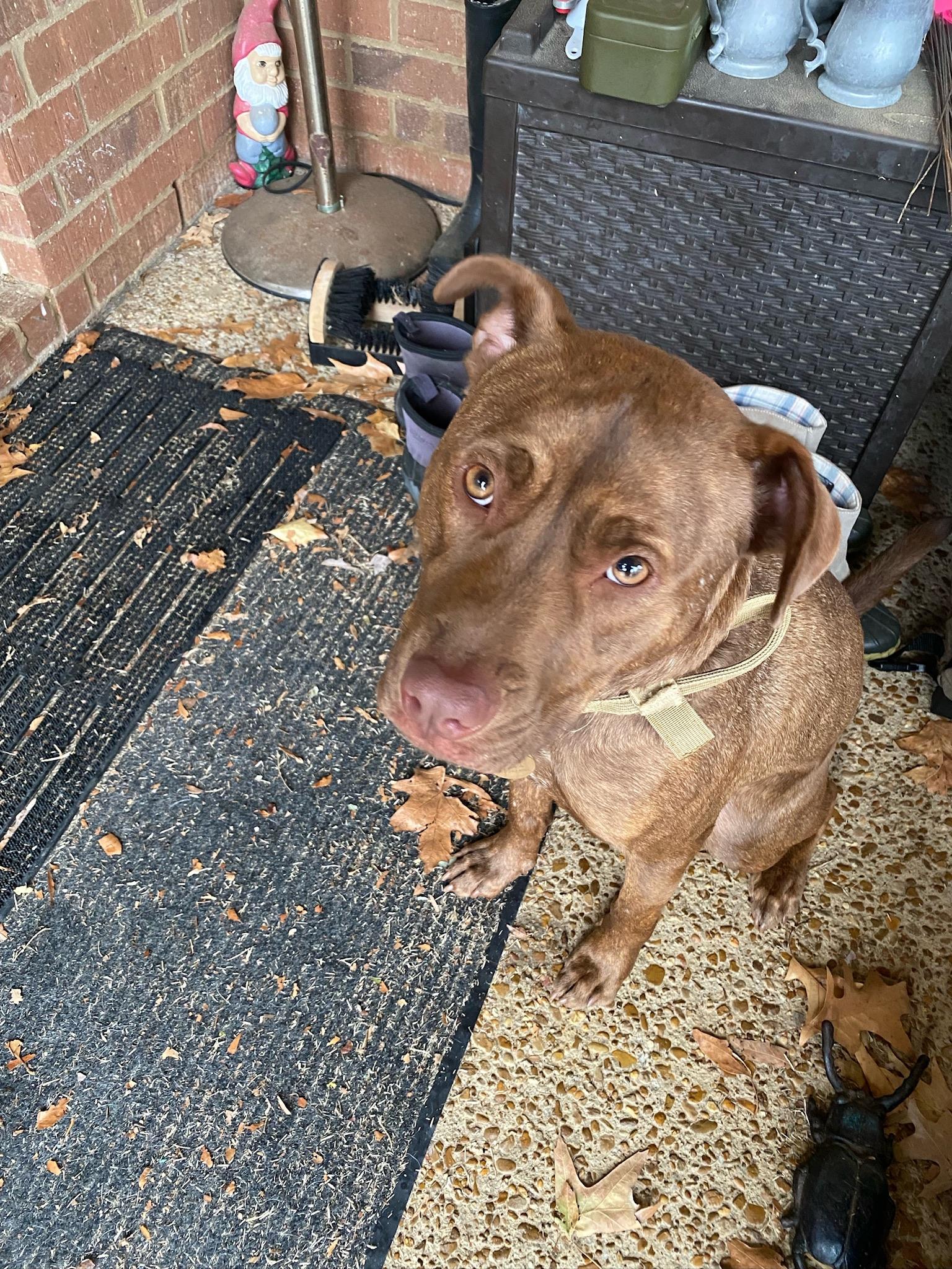 Enlarge Loki (Chunk), an adoptable Mixed Breed in Memphis, TN image 5/6