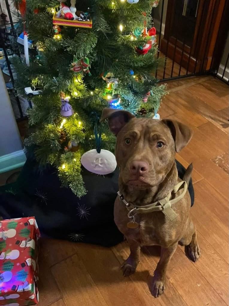 Enlarge Loki (Chunk), an adoptable Mixed Breed in Memphis, TN image 2/4