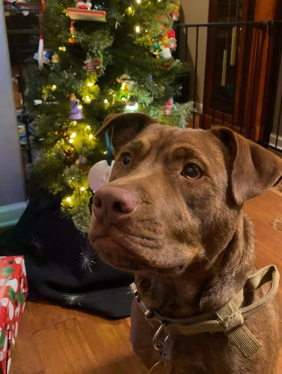 Enlarge Loki (Chunk), an adoptable Mixed Breed in Memphis, TN image 3/4