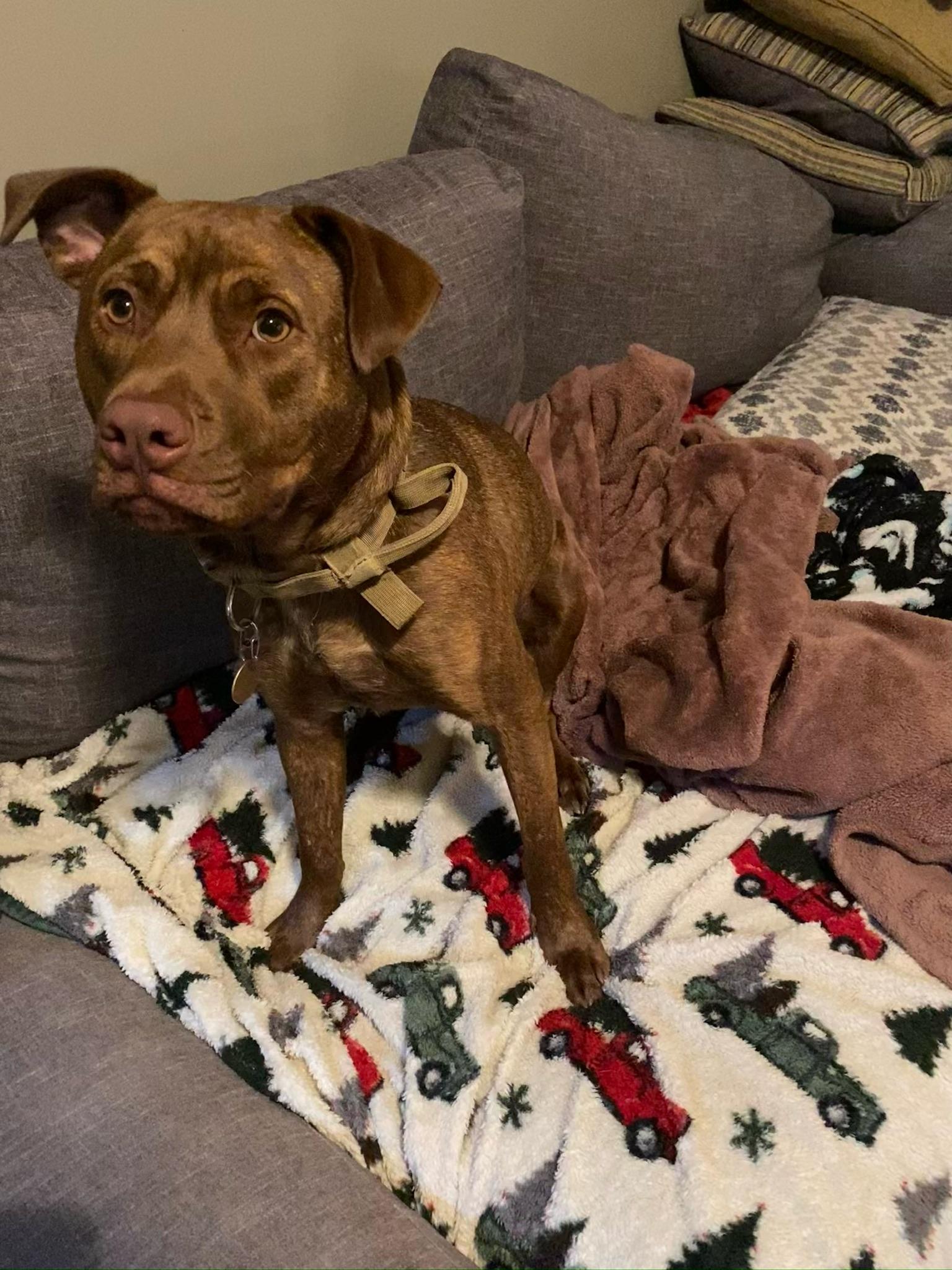 Enlarge Loki (Chunk), an adoptable Mixed Breed in Memphis, TN image 4/6