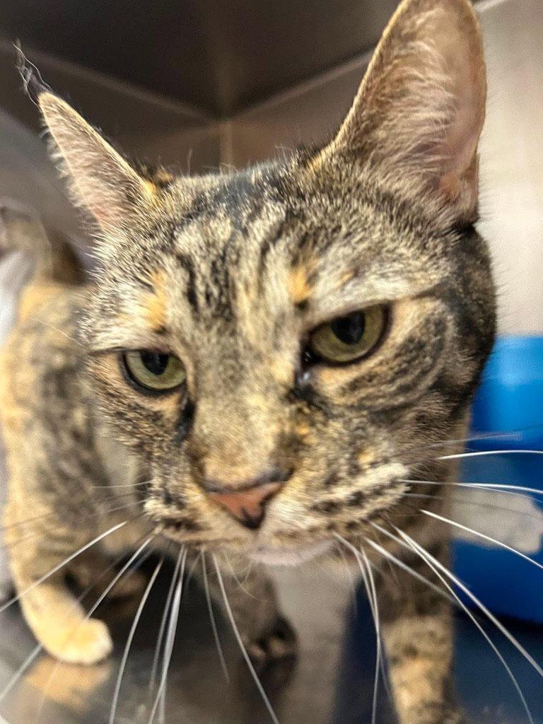 Stevie, Adoptable, Senior Female Domestic Short Hair & Tabby.