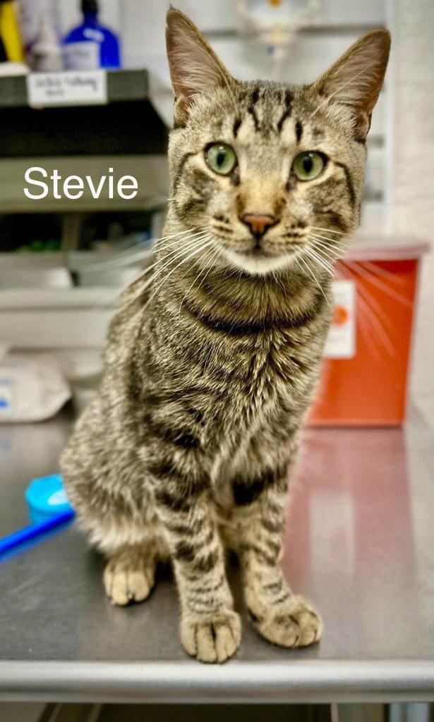 Enlarge Stevie, a Adoptable mixed breed in Saint George, UT image 3/3