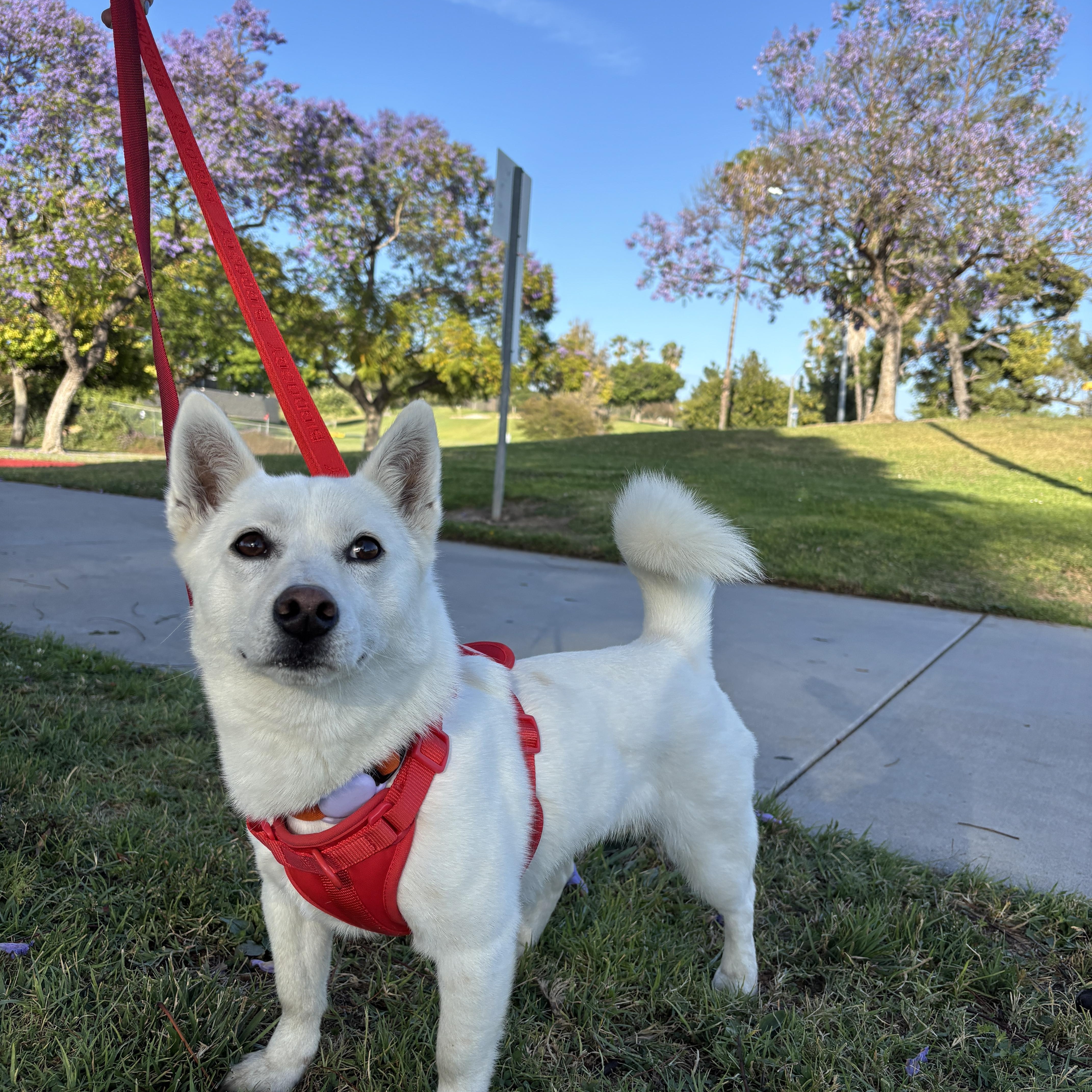 Enlarge May, a Adoptable mixed breed in Whittier, CA image 4/5