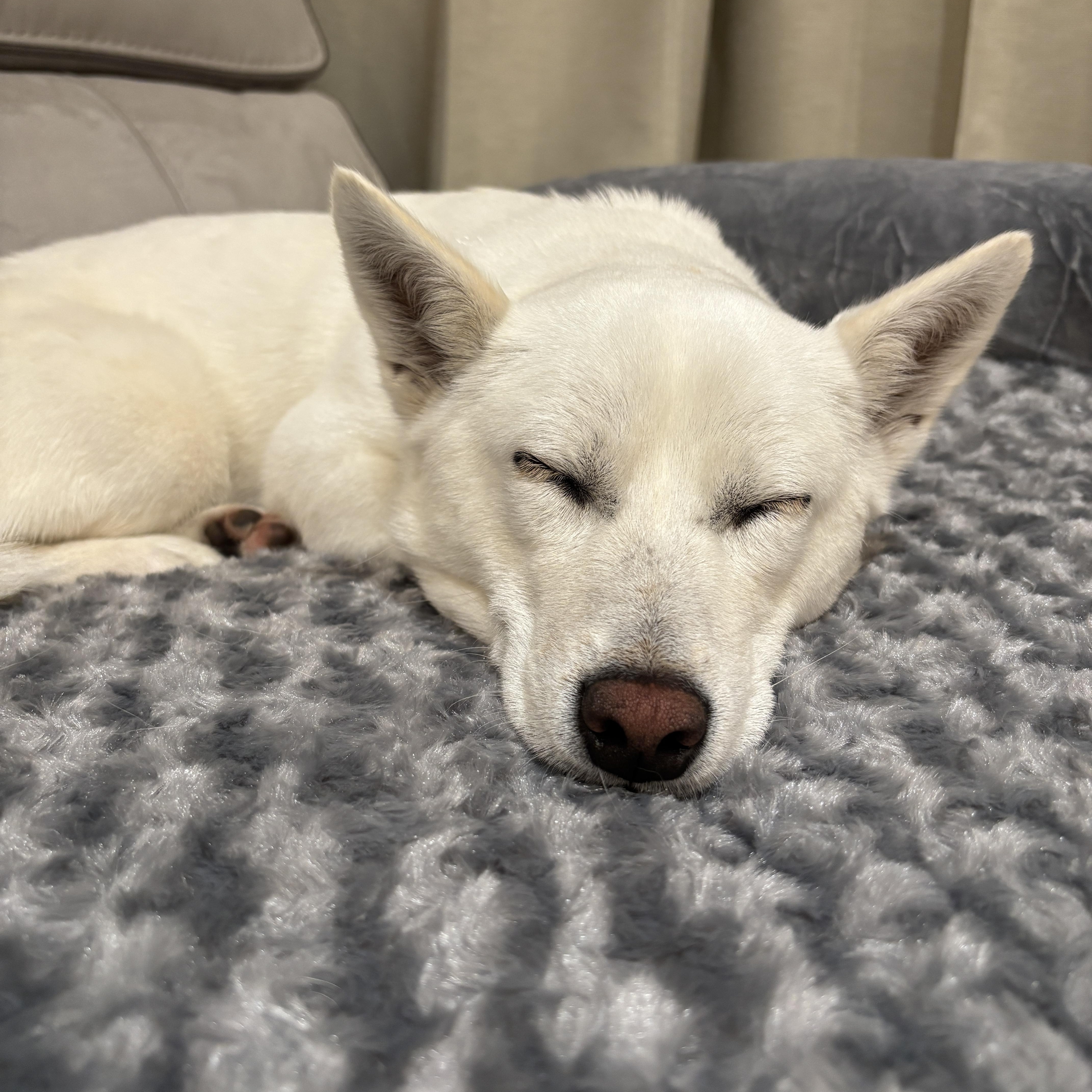 Enlarge May, a Adoptable mixed breed in Whittier, CA image 5/5