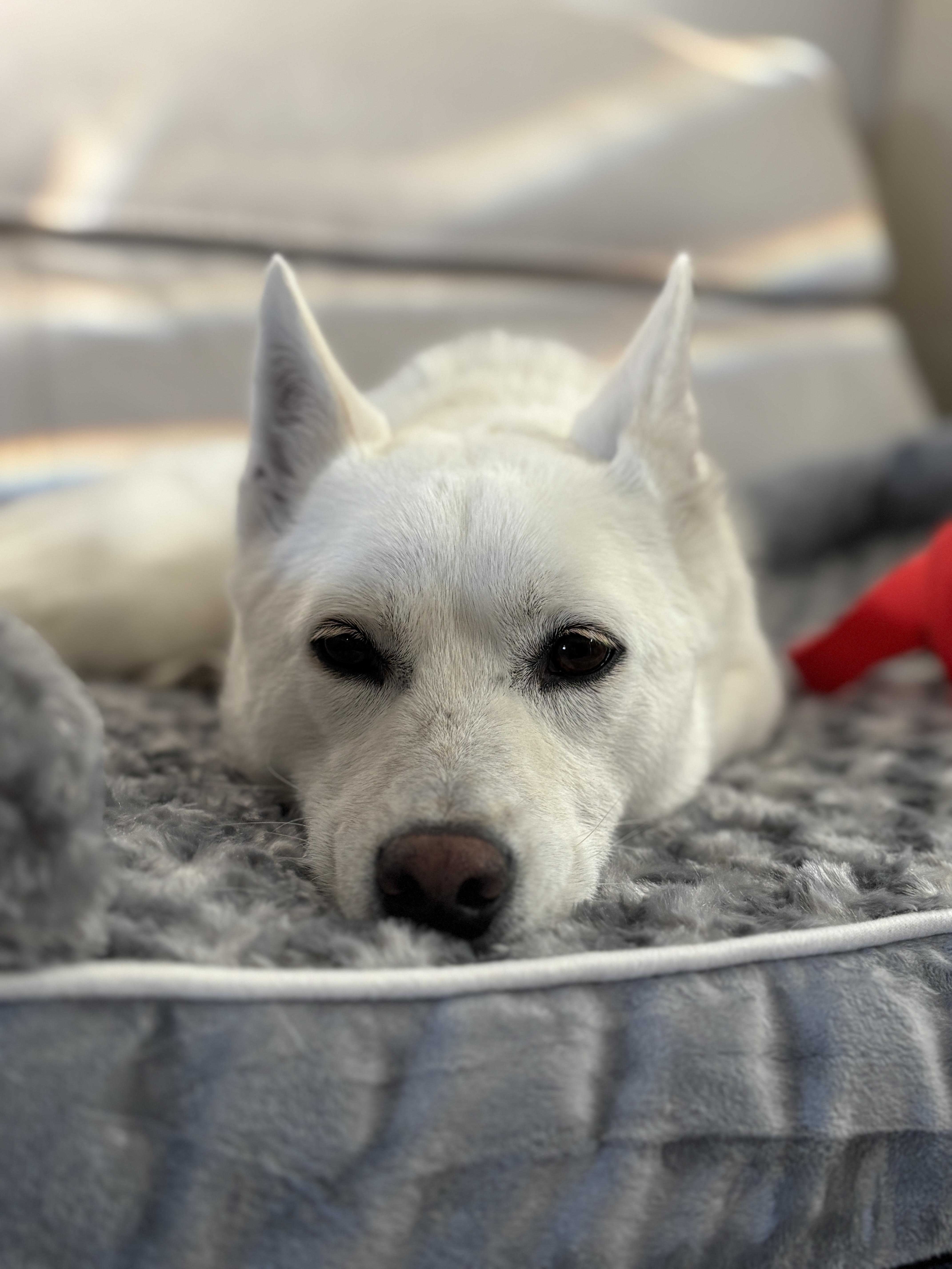 Enlarge May, a Adoptable mixed breed in Whittier, CA image 3/5