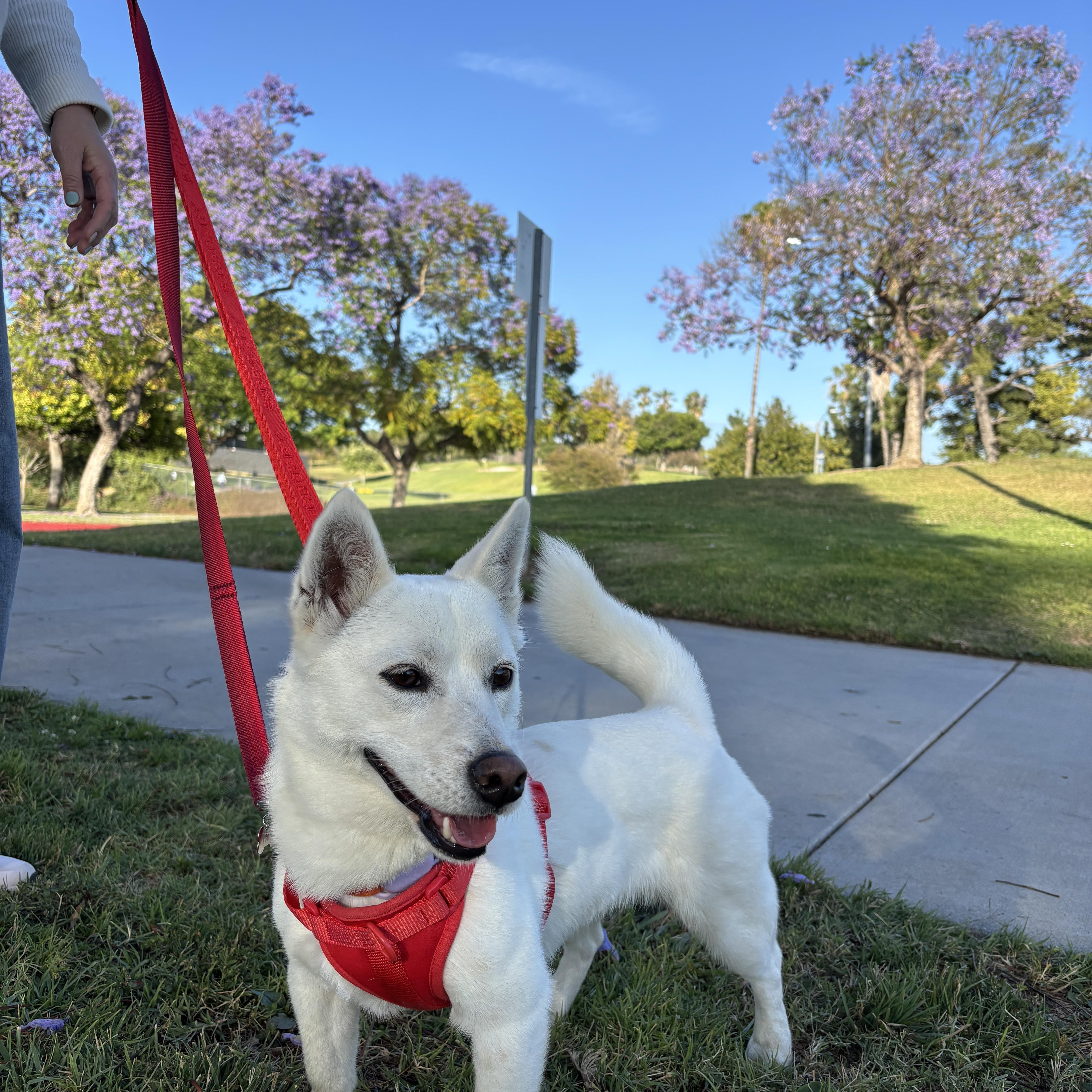 May, Adoptable, Adult Female Jindo & Cardigan Welsh Corgi.